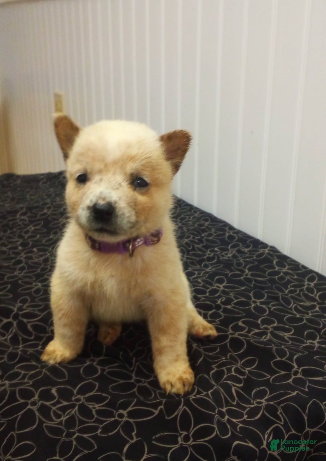 Australian Cattle Dog dogs for sale: Ginger - Image 1