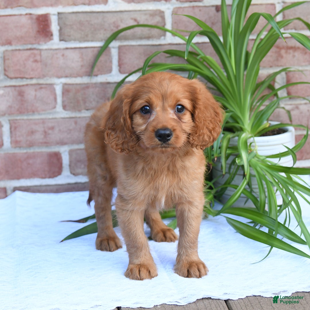 Cavapoo dogs for sale: Kosmo - Image 4