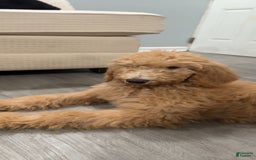 Goldendoodle dogs for sale: Multigenerational Mini Goldendoodles - Image 7