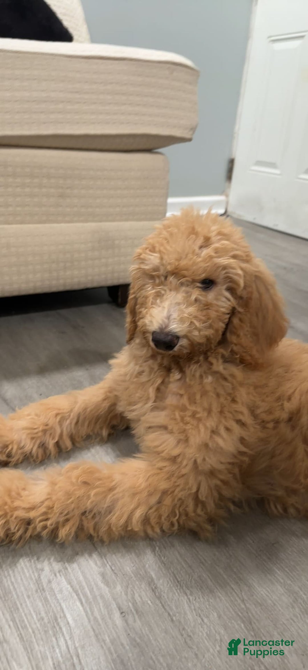 Goldendoodle dogs for sale: Multigenerational Mini Goldendoodles - Image 7