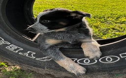 Australian Cattle Dog dogs for sale: Bae - Image 3