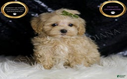 Maltipoo dogs for sale: Donut - Image 1