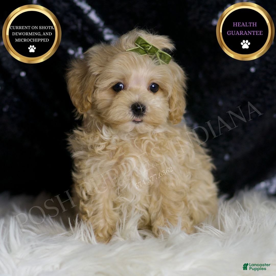 Maltipoo dogs for sale: Donut - Image 1