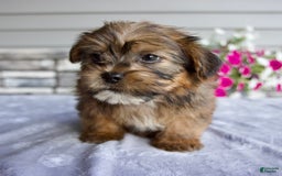 Shorkie dogs for sale: Echo - Image 6