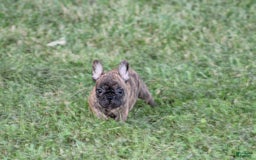 French Bulldog dogs for sale: Roland - Image 4