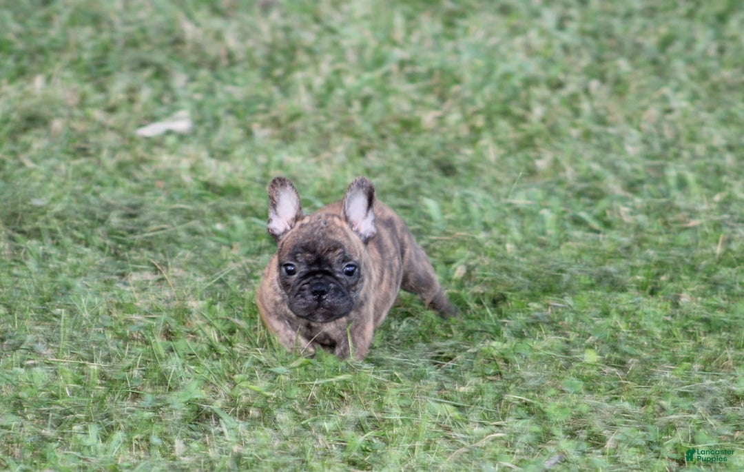French Bulldog dogs for sale: Roland - Image 4