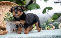 Shorkie dogs for sale: Holly - Image 4