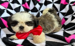 Shih Tzu dogs for sale: Betsy - Image 4