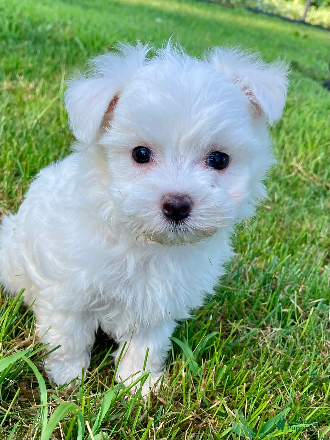 Maltese dogs for sale: Leo - Image 2