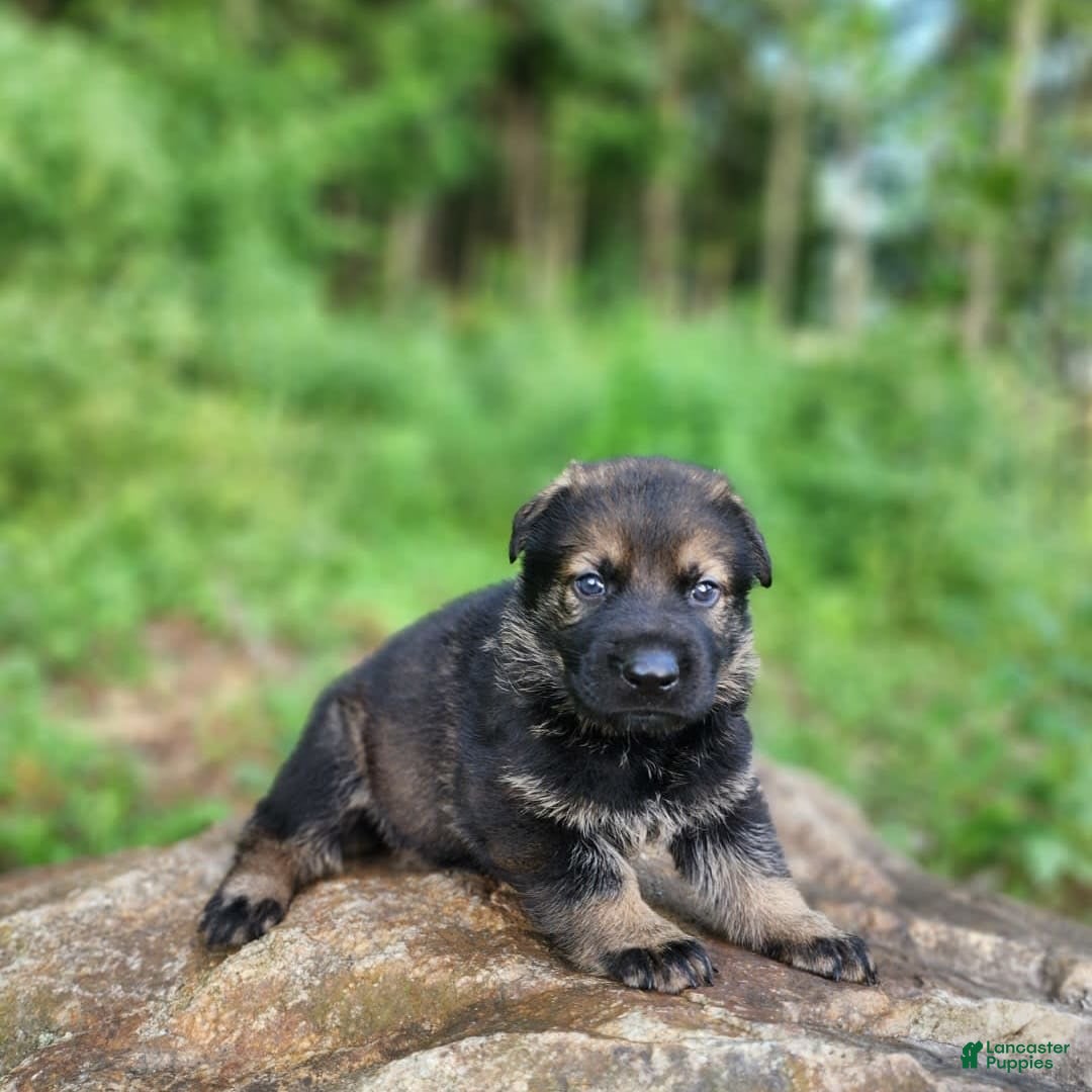 German Shepherd dogs for sale: Karma - Image 22