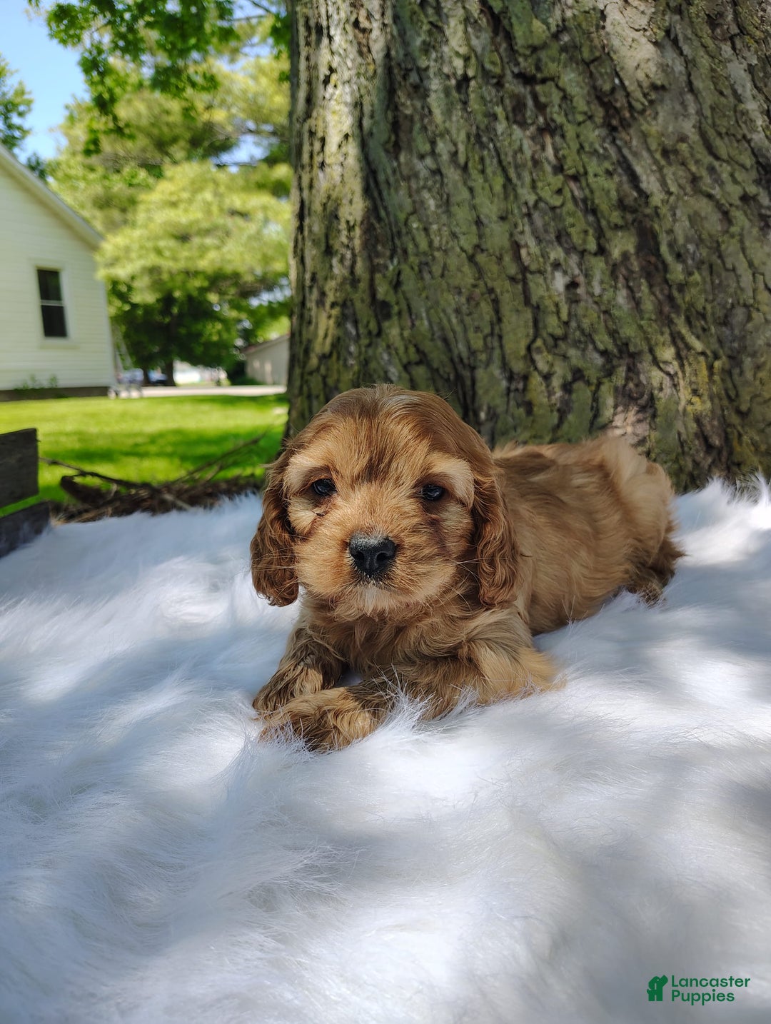 Cavalier King Charles Spaniel dogs for sale: Dos - Image 7
