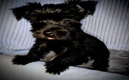 Morkie dogs for sale: Reid - Image 4