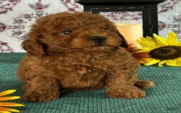 Toy Poodle dogs for sale: Teacup - Image 1
