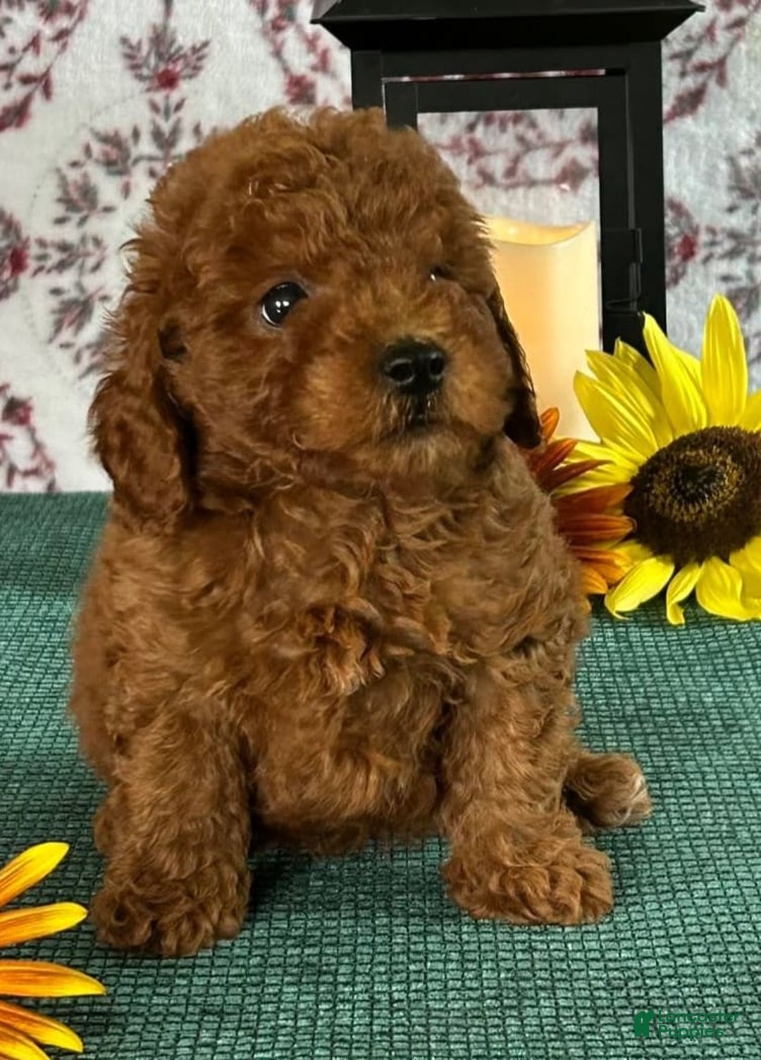 Toy Poodle dogs for sale: Teacup - Image 1