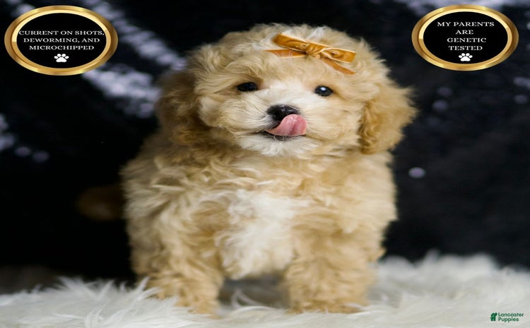 Maltipoo dogs - Advert 18