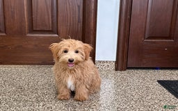 Maltipoo dogs for sale: Frankie - Image 14