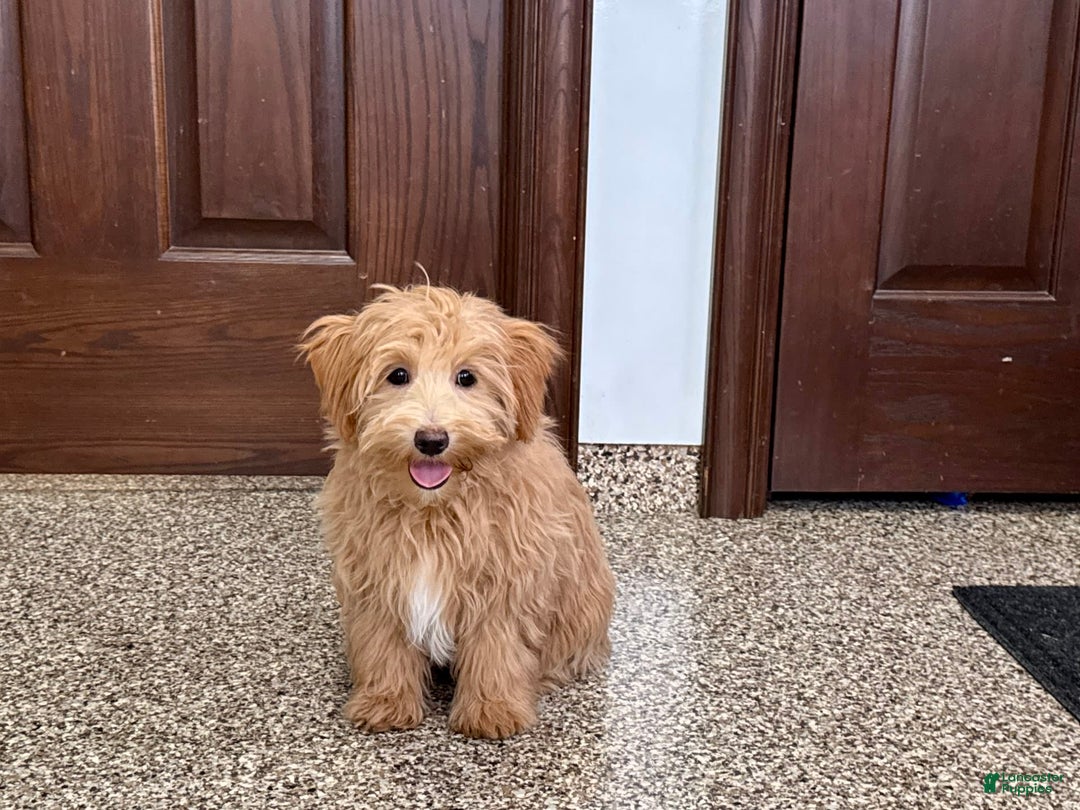 Maltipoo dogs for sale: Frankie - Image 14