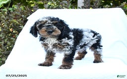 Cockapoo dogs for sale: Cockapoo 8 puppies - Image 8