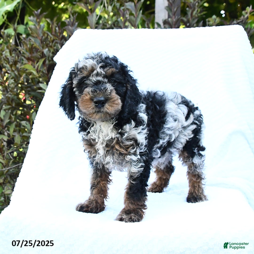 Cockapoo dogs for sale: Cockapoo 8 puppies - Image 8