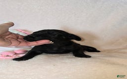 Great Dane dogs for sale: Onyx - Image 6