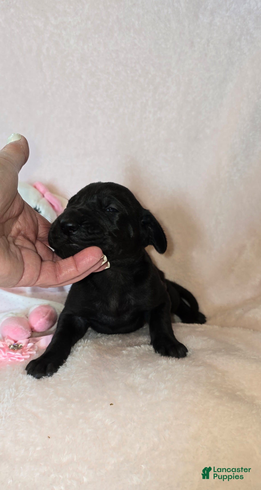 Great Dane dogs for sale: Onyx - Image 6