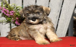 Miniature Schnauzer dogs for sale: Sugar - Image 5