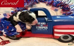Bernedoodle dogs for sale: Coral - Image 1
