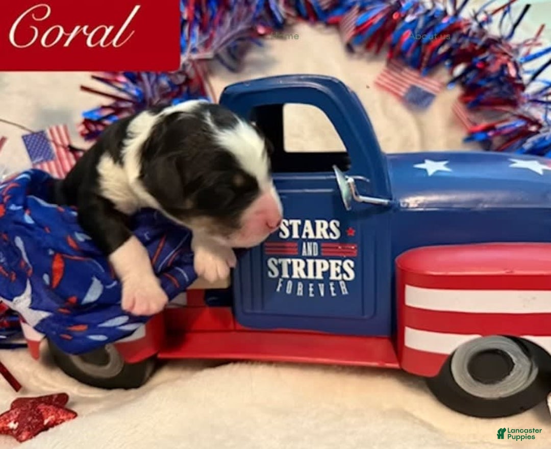 Bernedoodle dogs for sale: Coral - Image 1