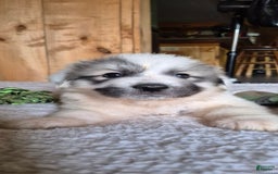 Great Pyrenees dogs for sale: Pink - Image 8