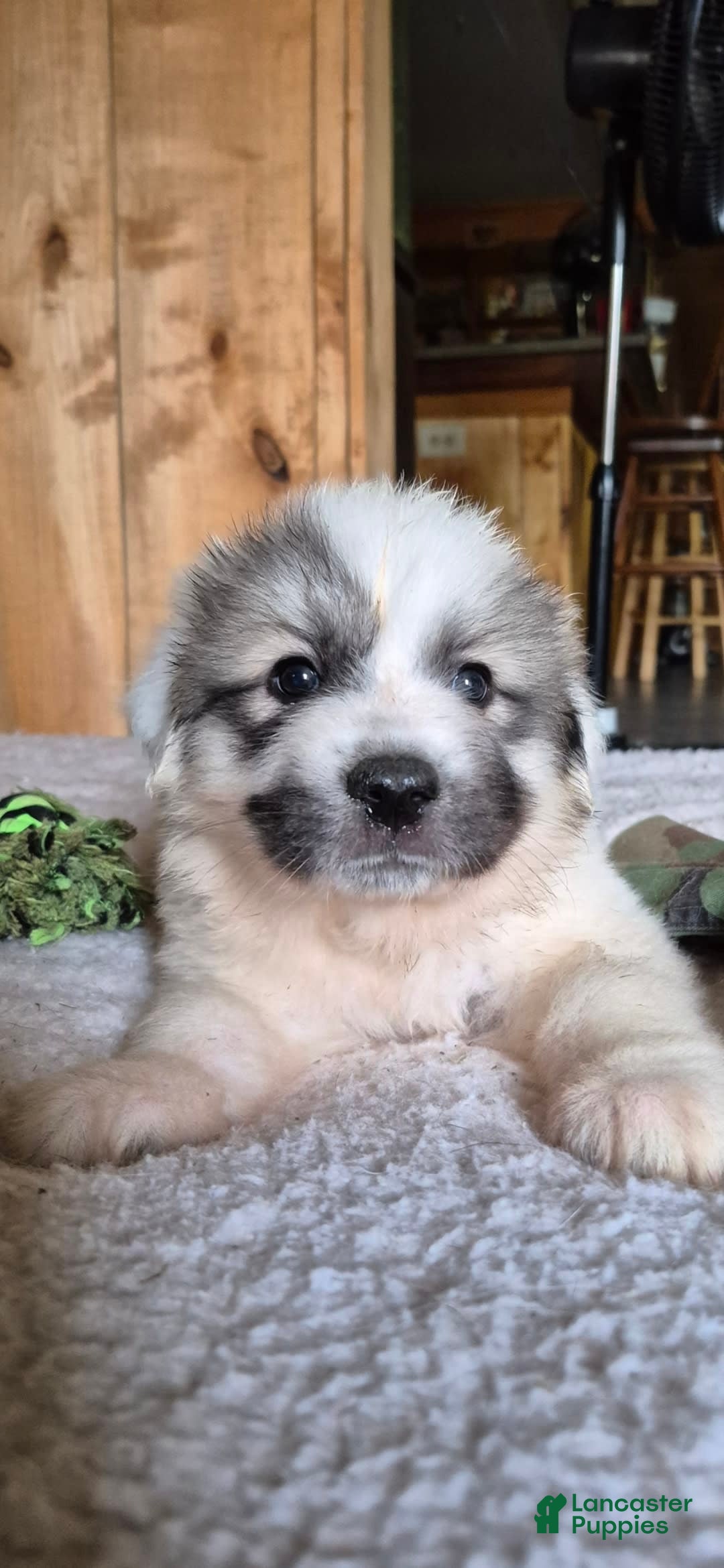 Great Pyrenees dogs for sale: Pink - Image 8