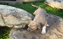 American Pit Bull Terrier dogs for sale: Russ - Image 10