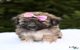 Bichpoo dogs for sale: Lily - Image 1
