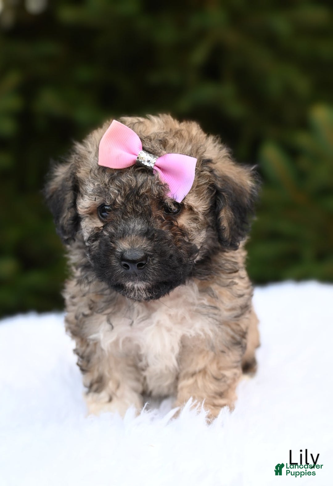 Bichpoo dogs for sale: Lily - Image 1
