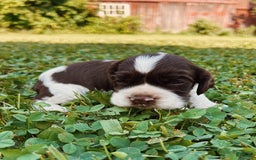 Cocker Spaniel dogs for sale: Sammy - Image 1