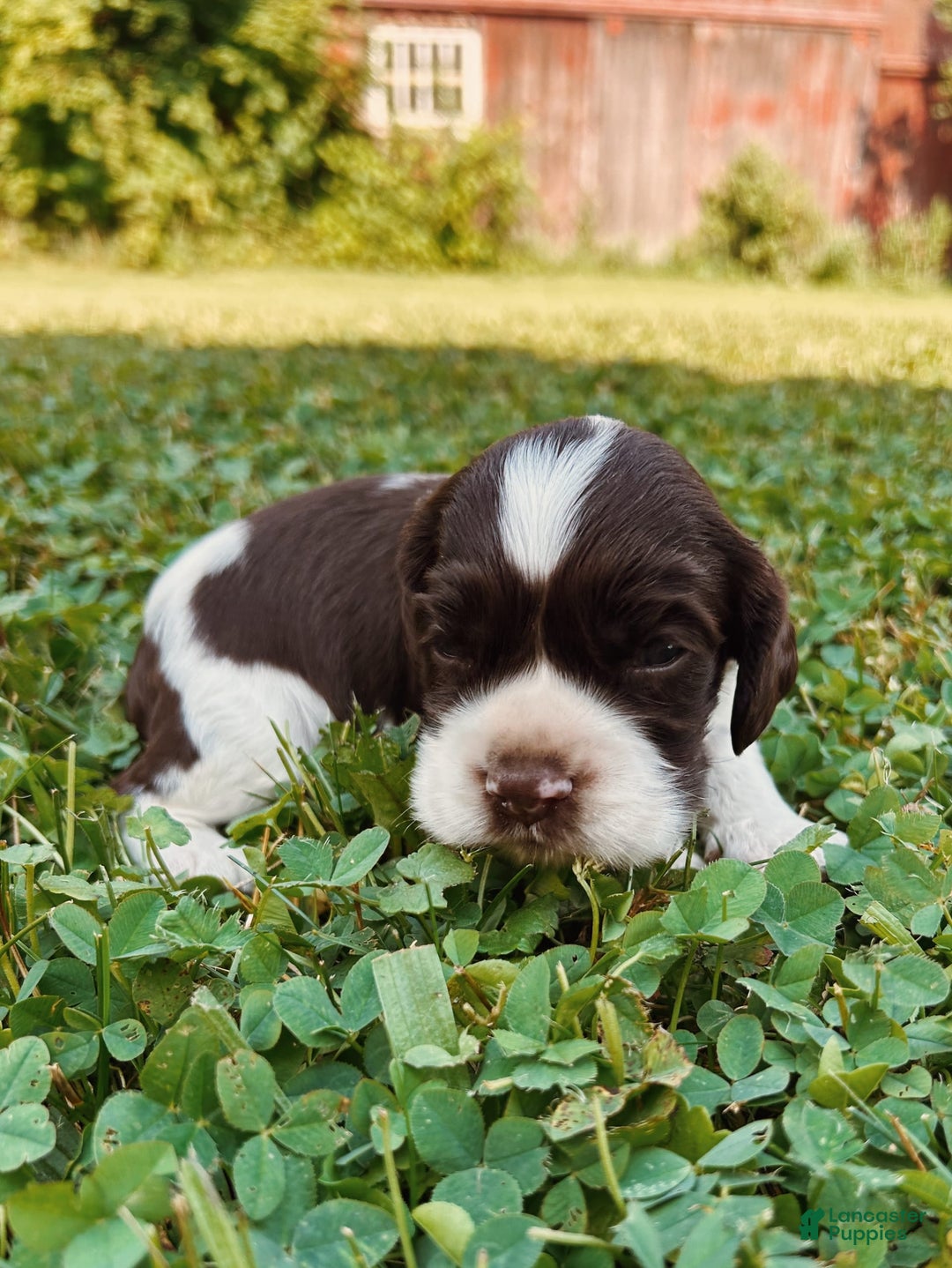 Cocker Spaniel dogs for sale: Sammy - Image 1