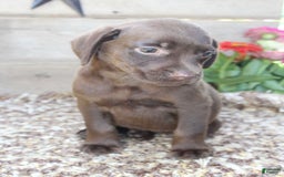 Labrador Retriever dogs for sale: Marlo - Image 5