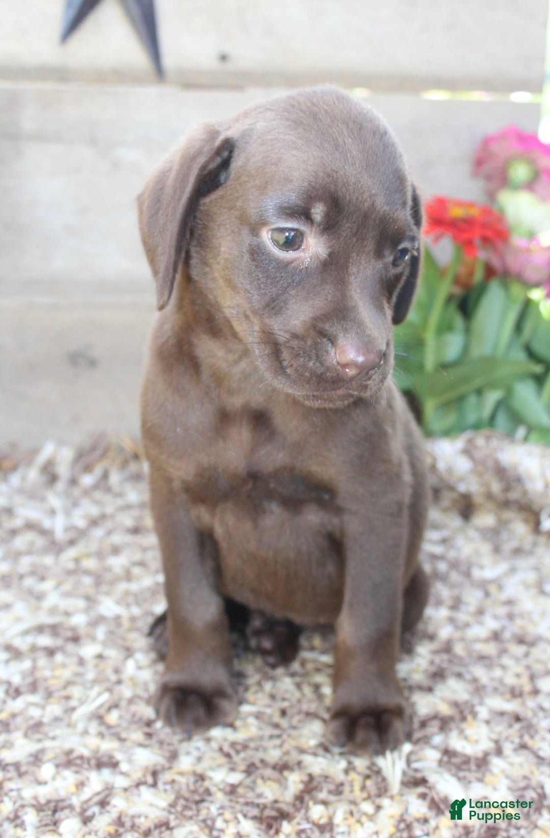 Labrador Retriever dogs for sale: Marlo - Image 5