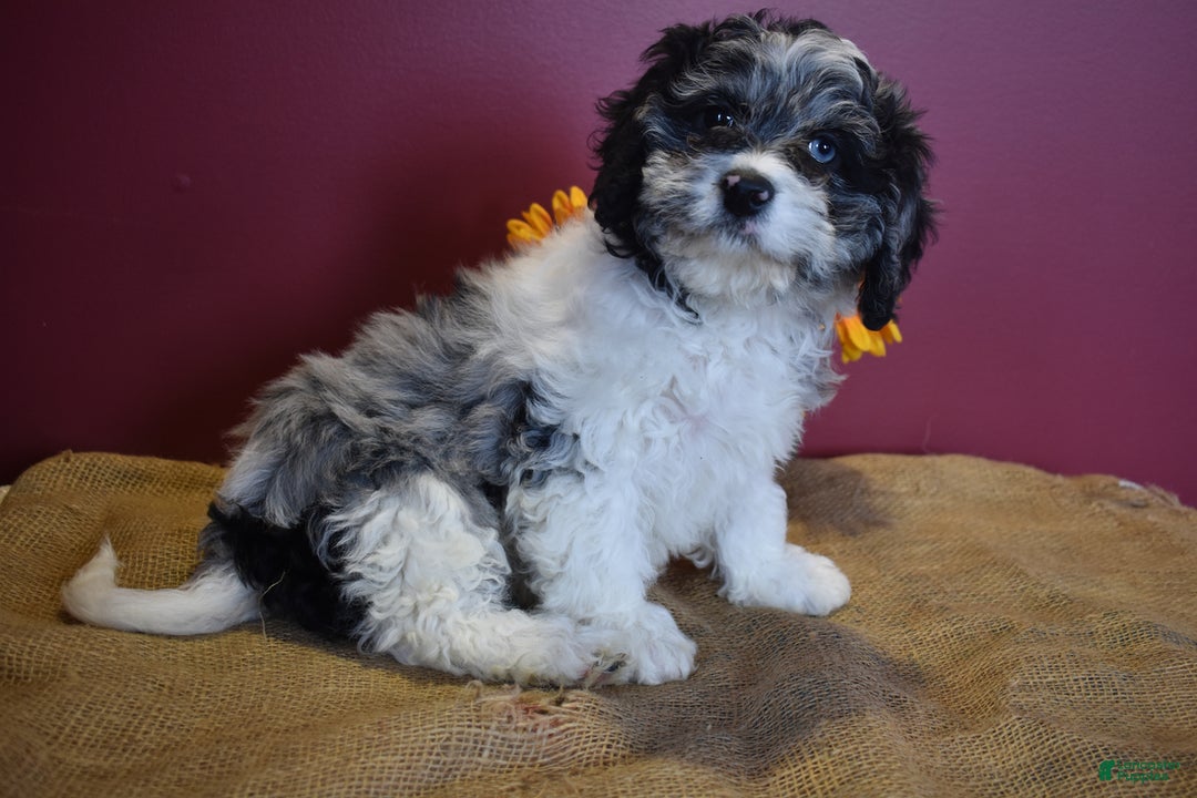 Cavapoo dogs for sale: Joann - Image 8