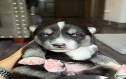 Siberian Husky dogs for sale: Girl Puppy - Image 2