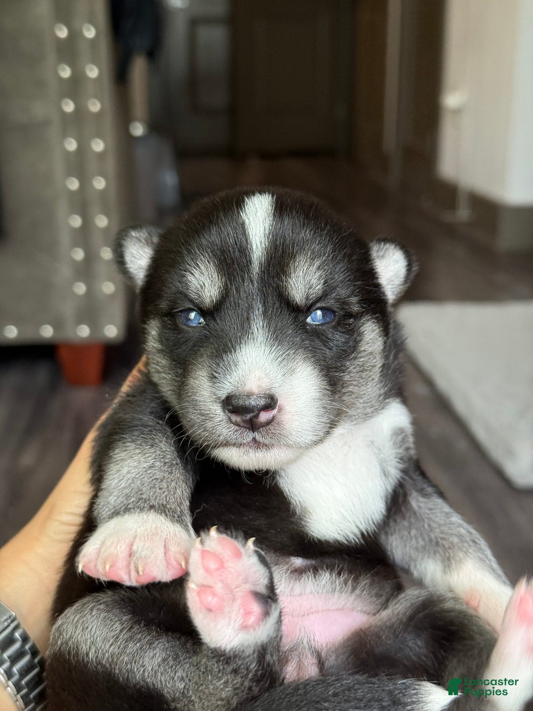 Siberian Husky dogs for sale: Girl Puppy - Image 2