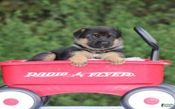 German Shepherd dogs for sale: Jayla - Image 3