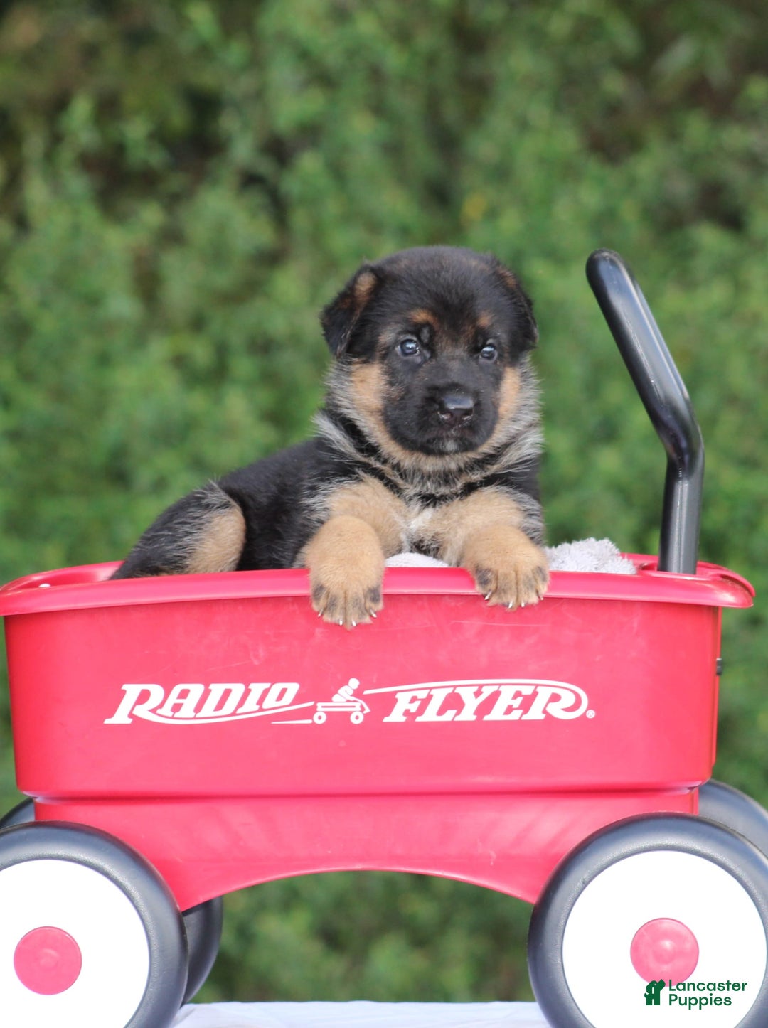 German Shepherd dogs for sale: Jayla - Image 3