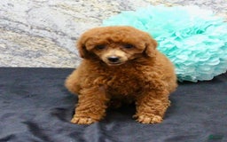 Miniature Poodle dogs for sale: Stanley - Image 4