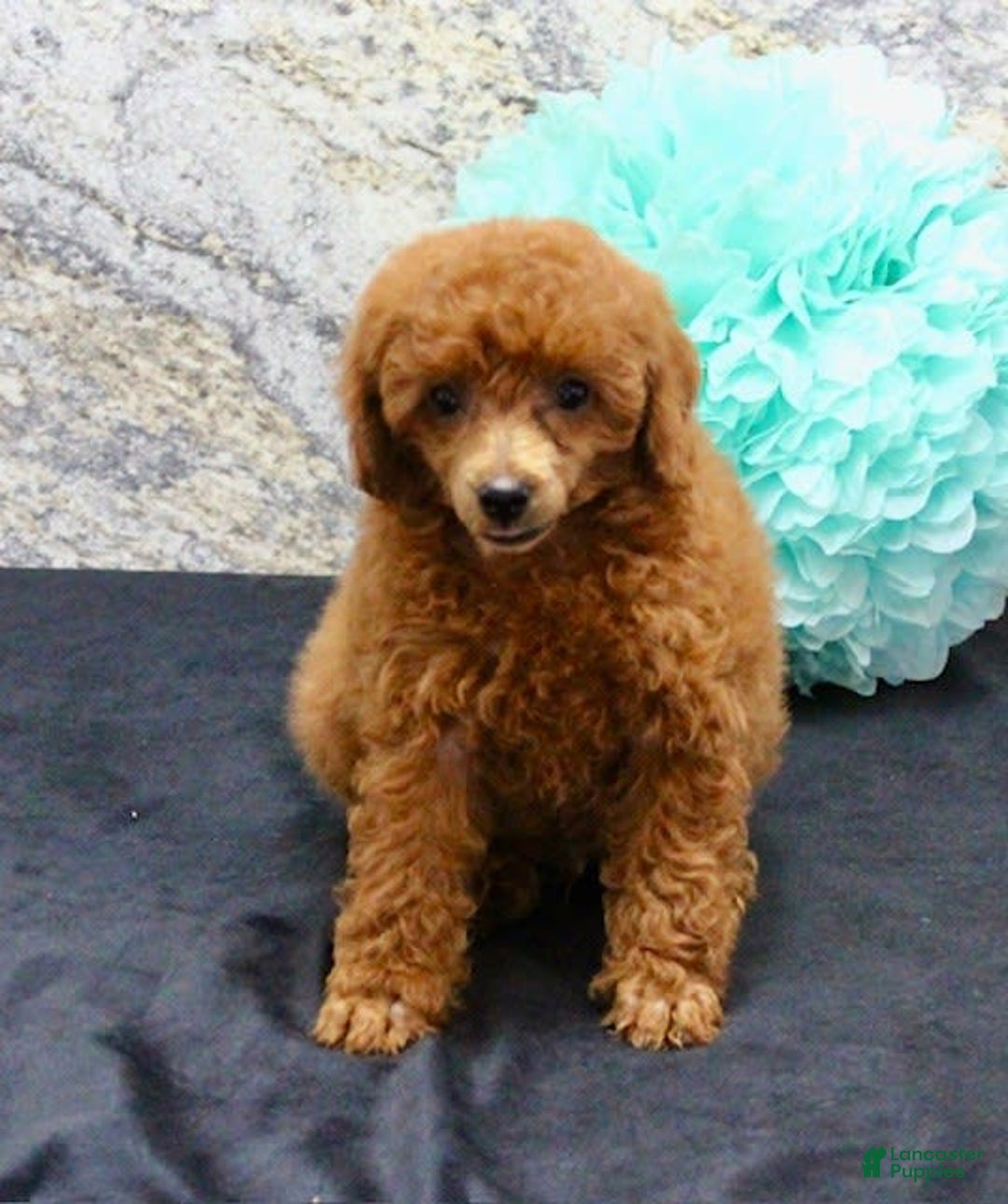 Miniature Poodle dogs for sale: Stanley - Image 4