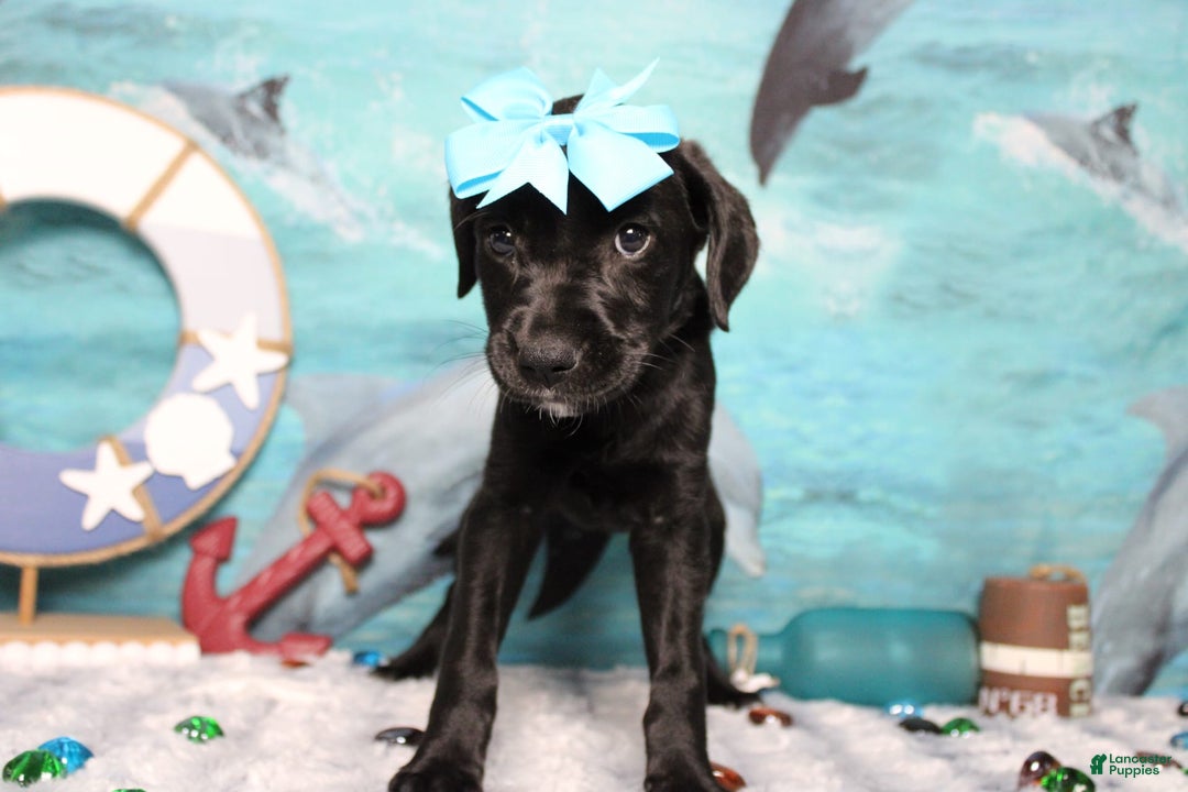Labrador Retriever dogs for sale: Onyx - Image 6