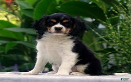 Cavachon dogs for sale: Anderson - Image 1