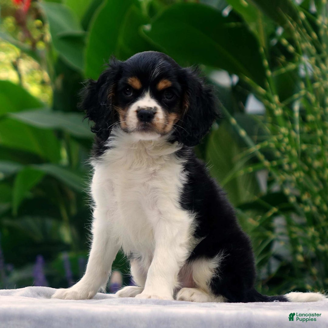 Cavachon dogs for sale: Anderson - Image 1