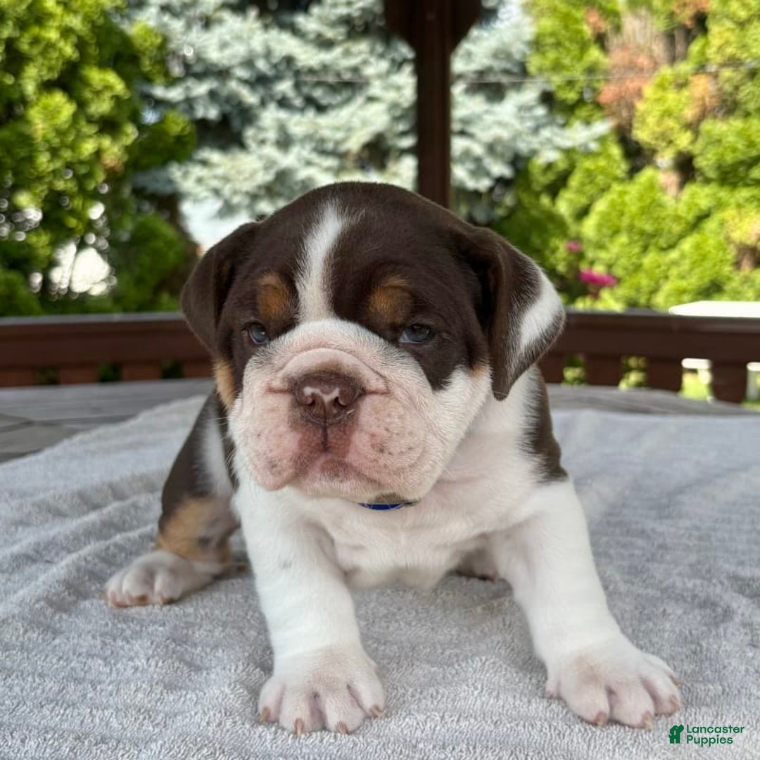 English Bulldog dogs for sale: Gisele - Image 12