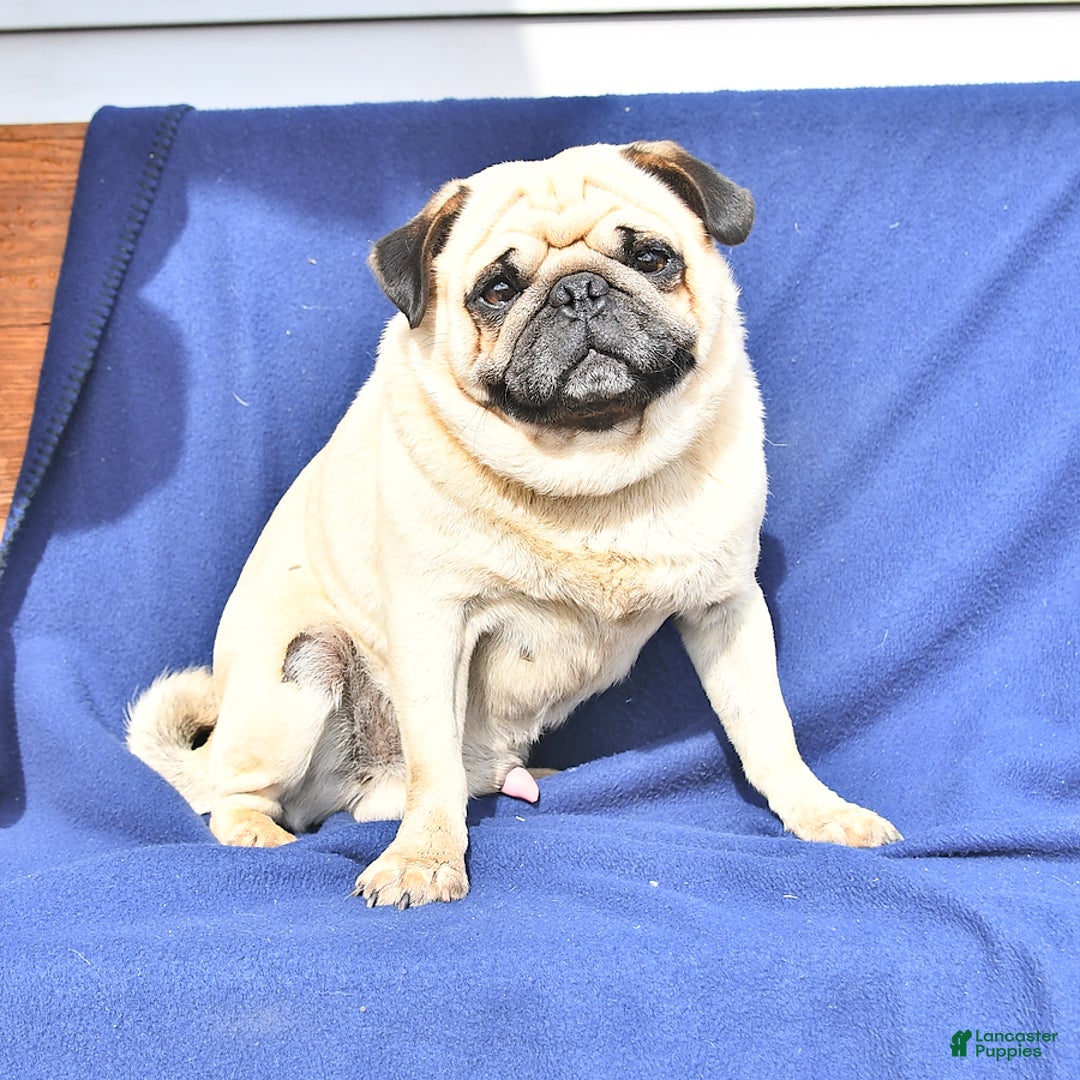 Pug dogs for sale: Jacoby - Image 4
