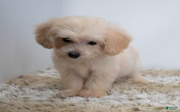 Maltipoo dogs for sale: Myla - Image 4